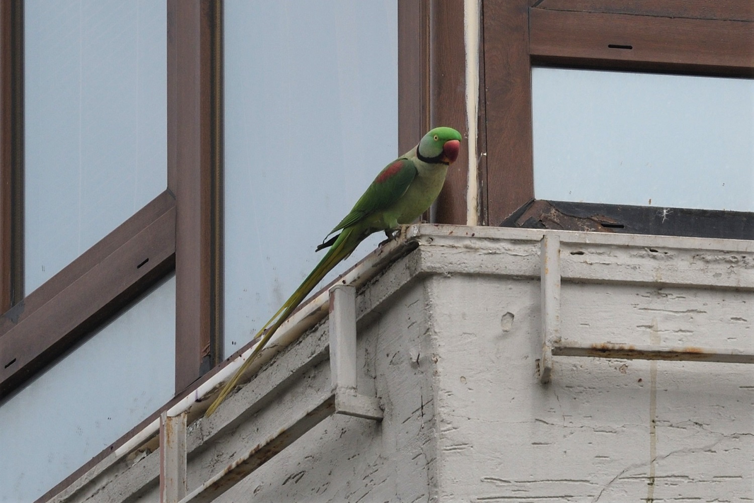 Alexandrine Parakeet